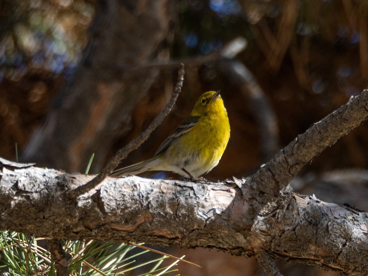 Pine Warbler - ML629207578