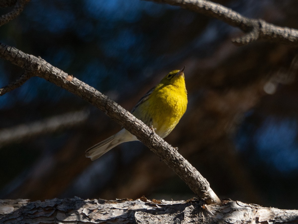 Pine Warbler - ML629207579