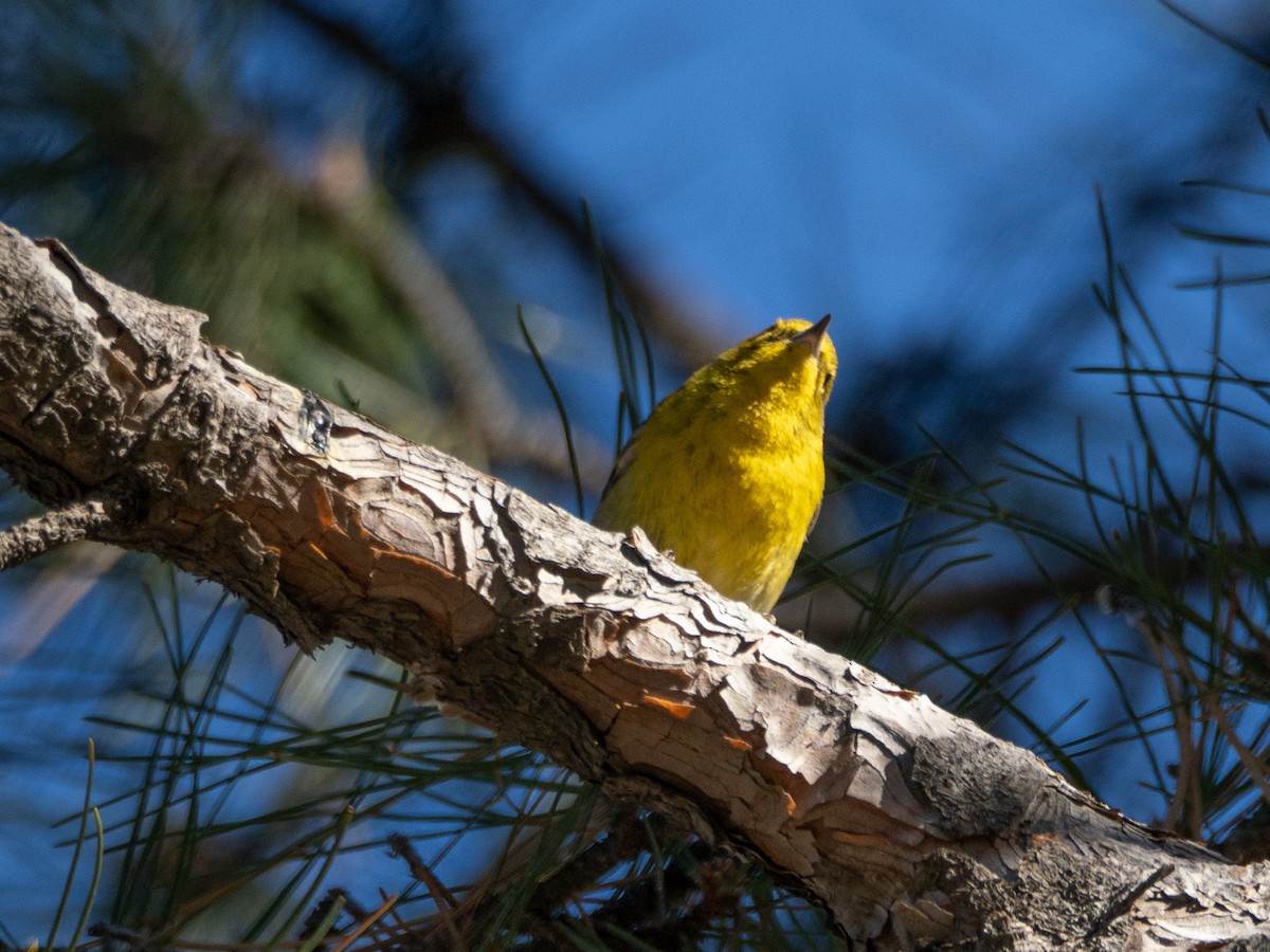 Pine Warbler - ML629207580