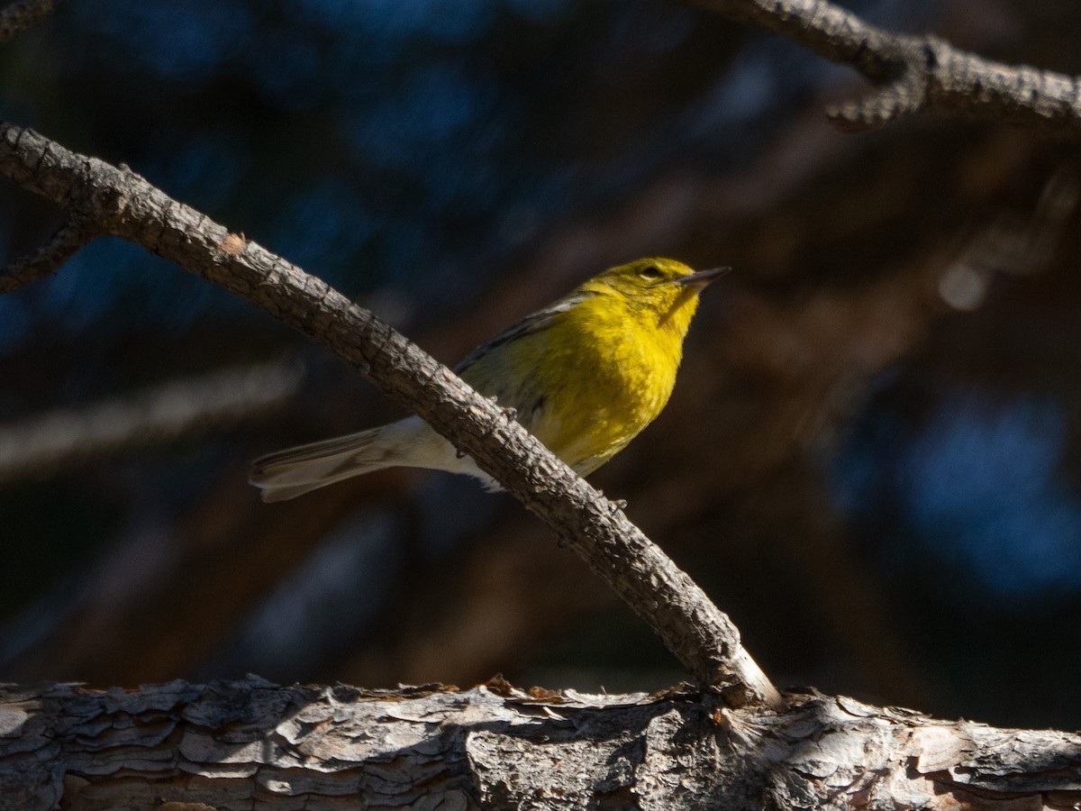 Pine Warbler - ML629207581