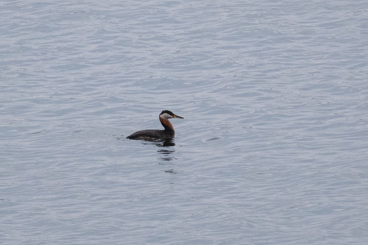Red-necked Grebe - ML629207686