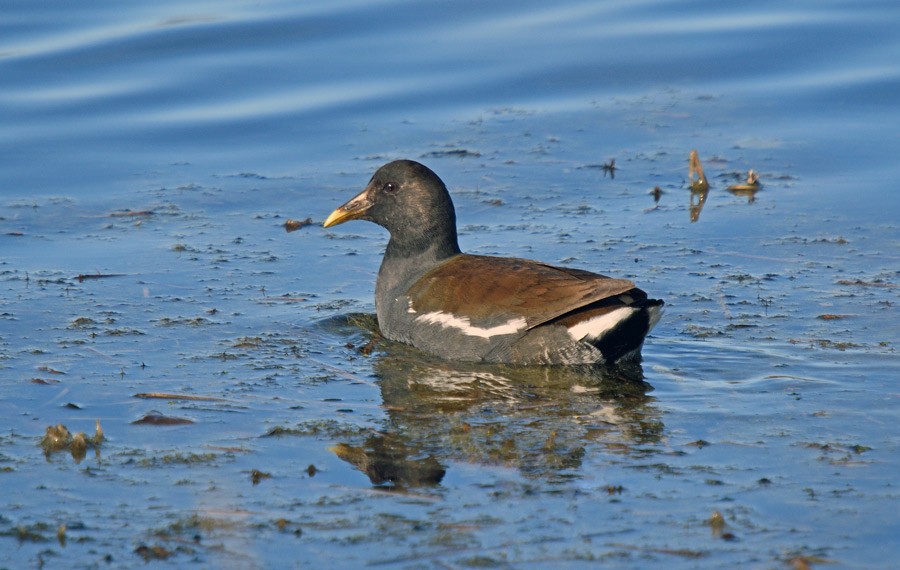 Common Gallinule (American) - ML629207811