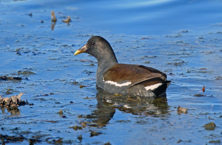 Common Gallinule (American) - ML629207812