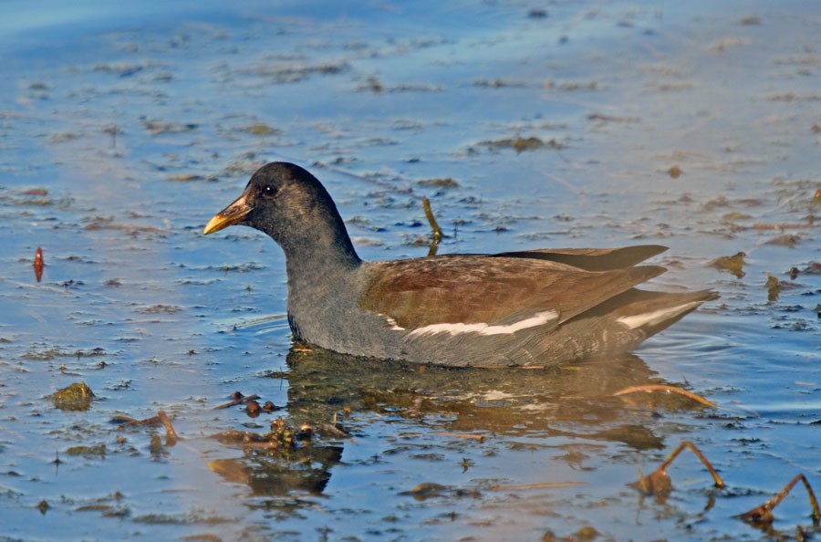 Common Gallinule (American) - ML629207813