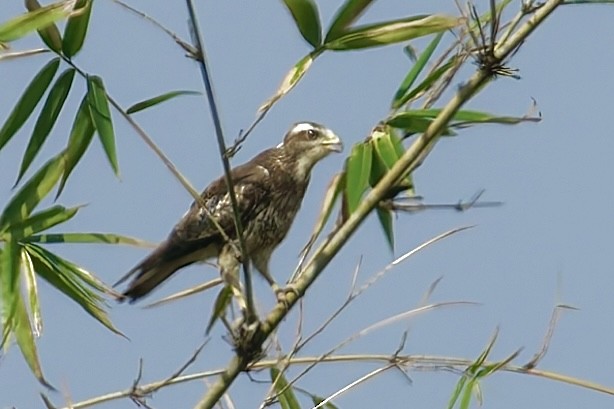 White-eyed Buzzard - ML629207951