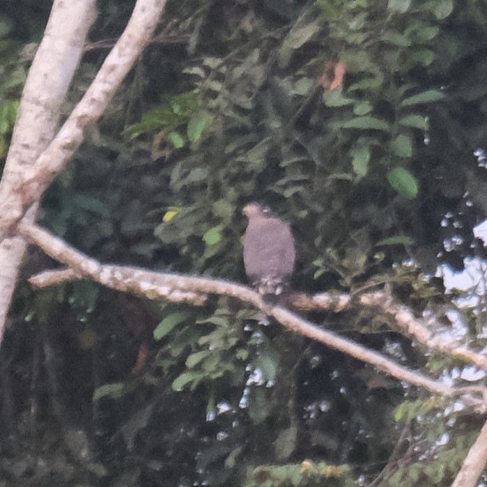 Mountain Serpent-Eagle - ML629207976