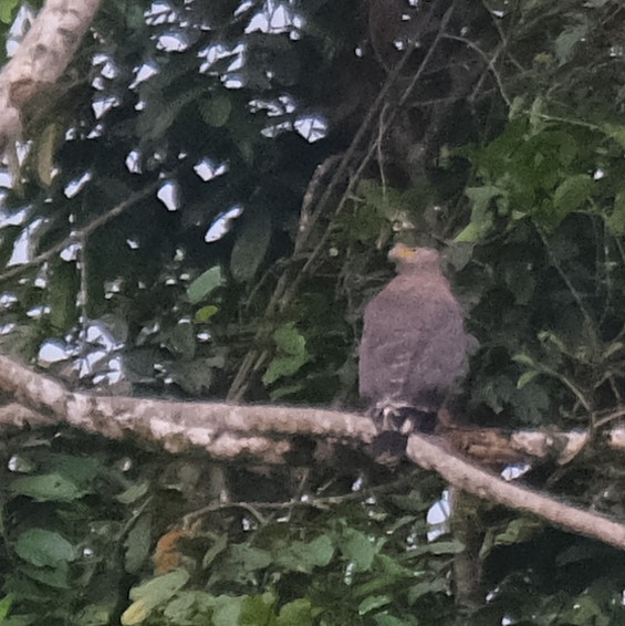 Mountain Serpent-Eagle - ML629207977