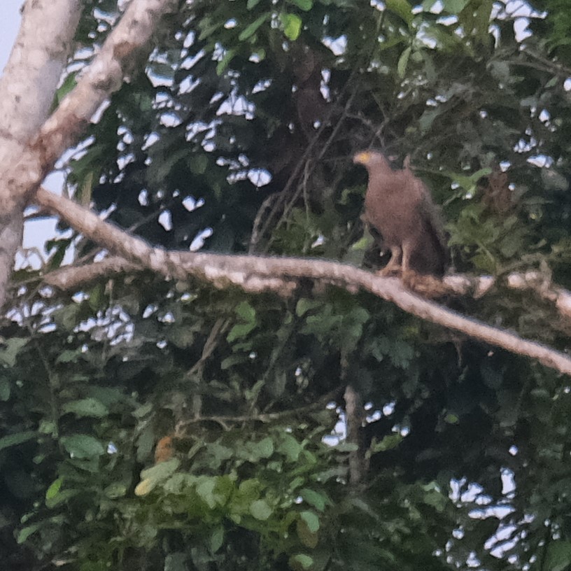 Mountain Serpent-Eagle - ML629207978