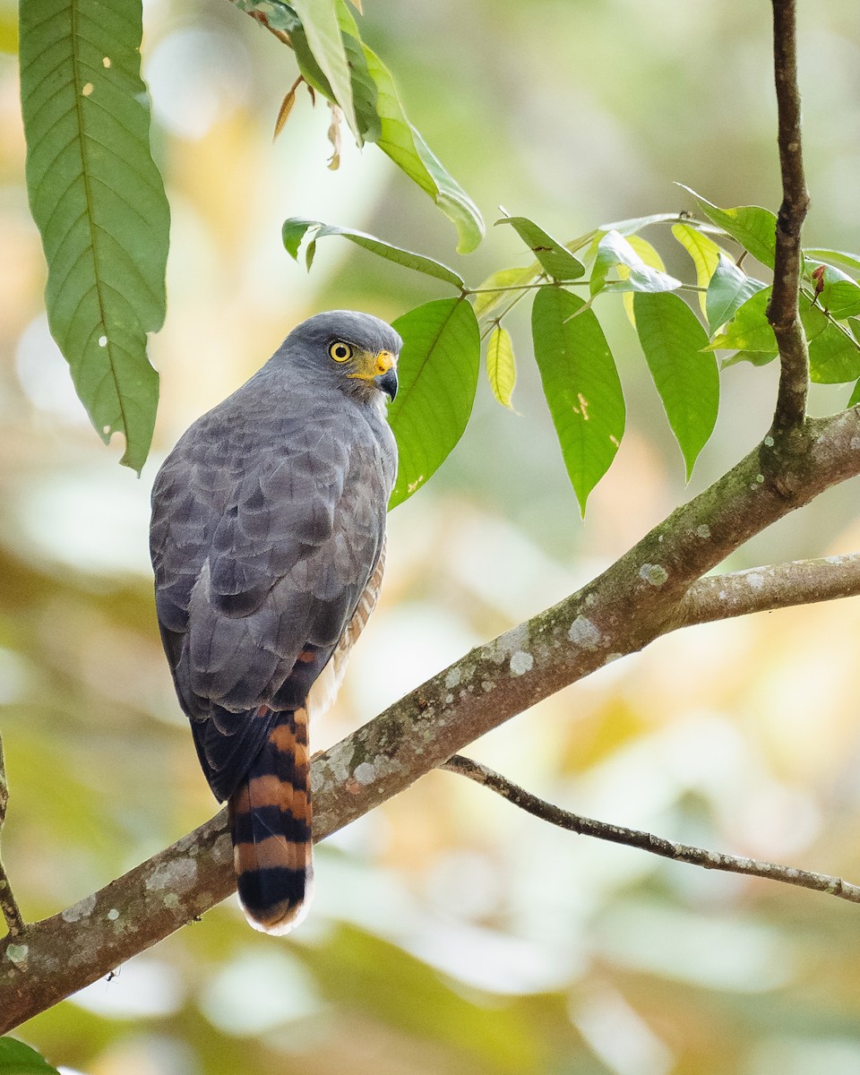 Roadside Hawk - ML629208169