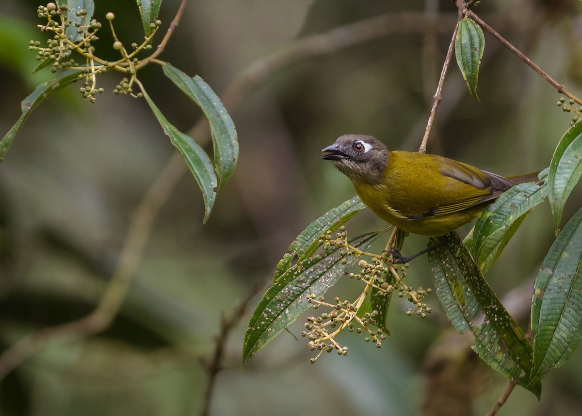 Common Chlorospingus - ML629208200