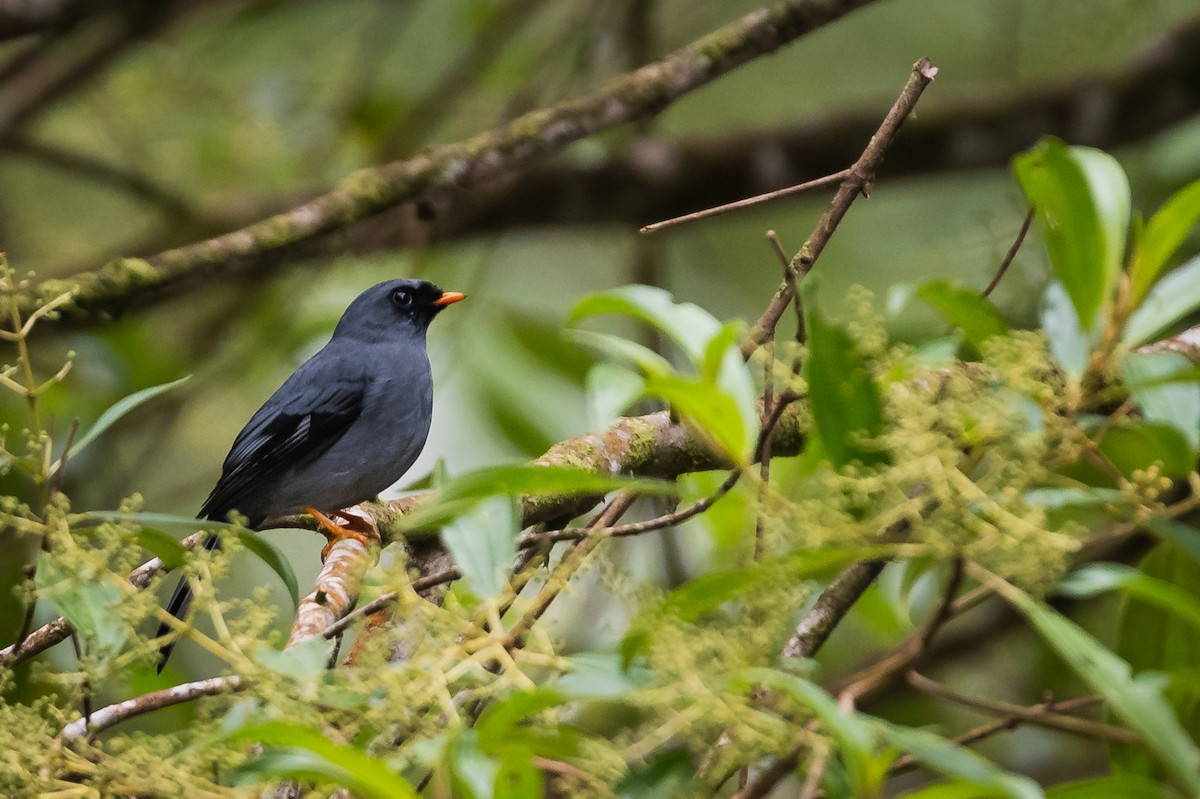 Black-faced Solitaire - ML629208218