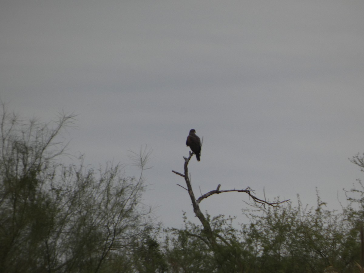 Harris's Hawk - ML629208283