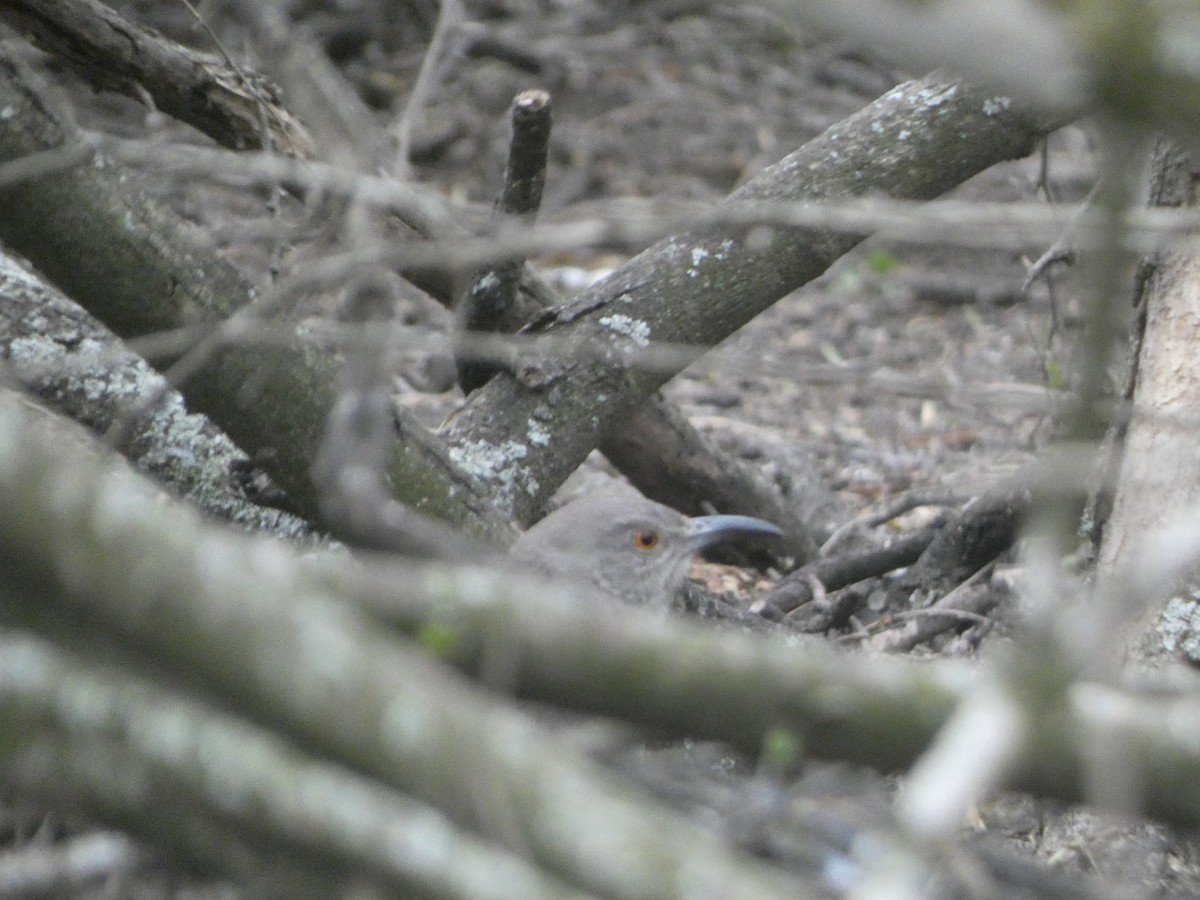 Curve-billed Thrasher (curvirostre Group) - ML629208328