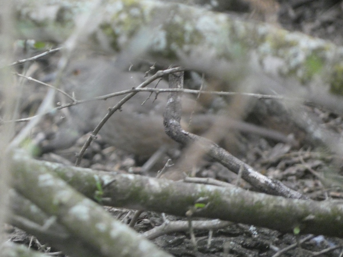 Curve-billed Thrasher (curvirostre Group) - ML629208329