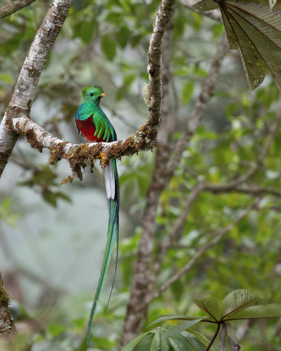 Resplendent Quetzal - ML629208371