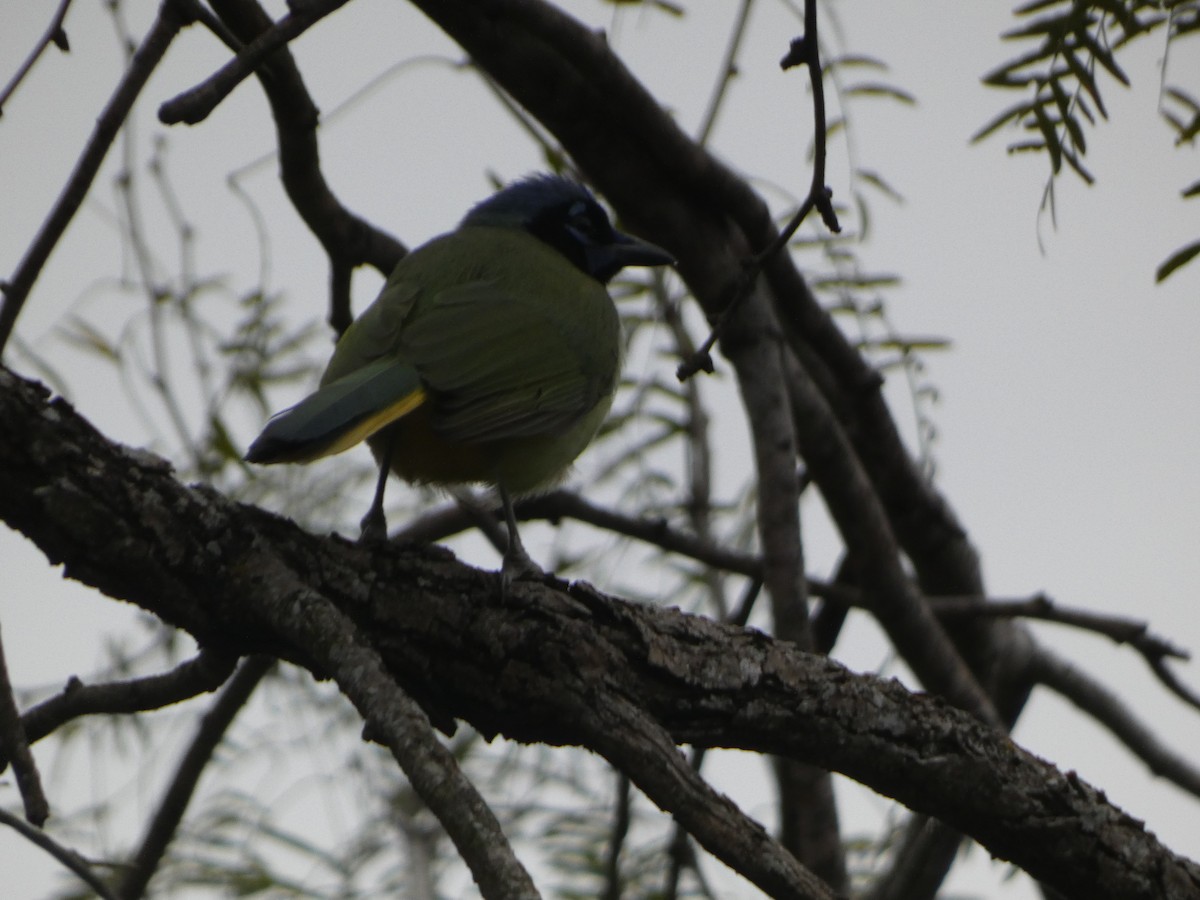 Green Jay (Green) - ML629208413