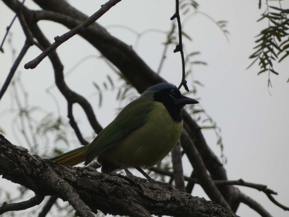 Green Jay (Green) - ML629208414