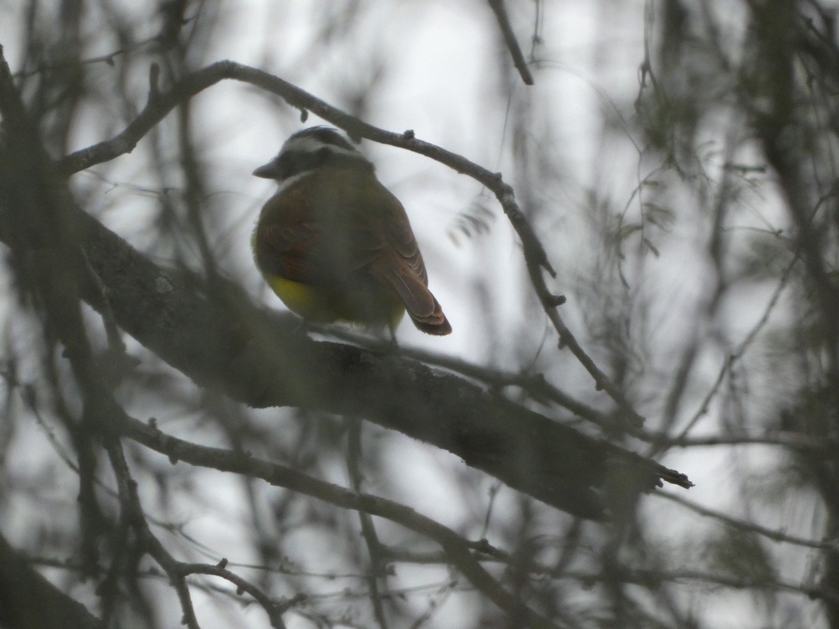 Great Kiskadee - ML629208459