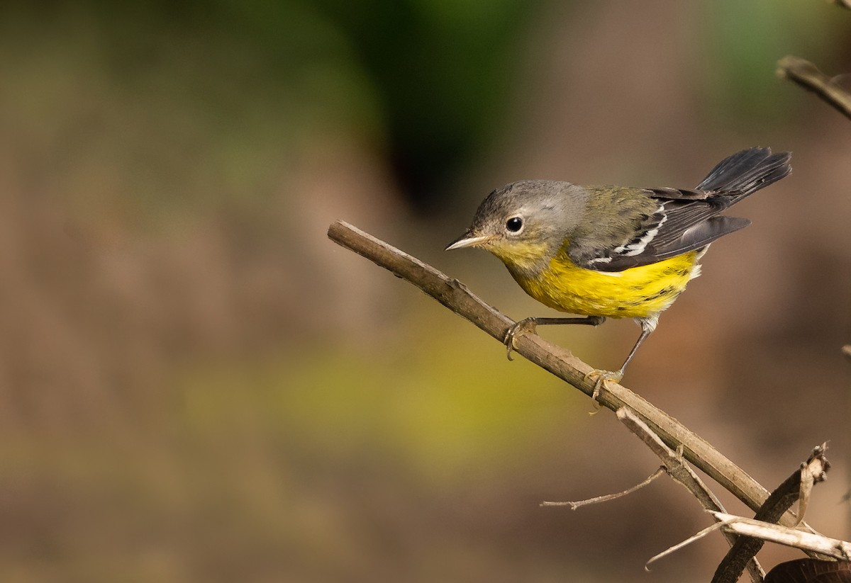 Magnolia Warbler - ML629208485
