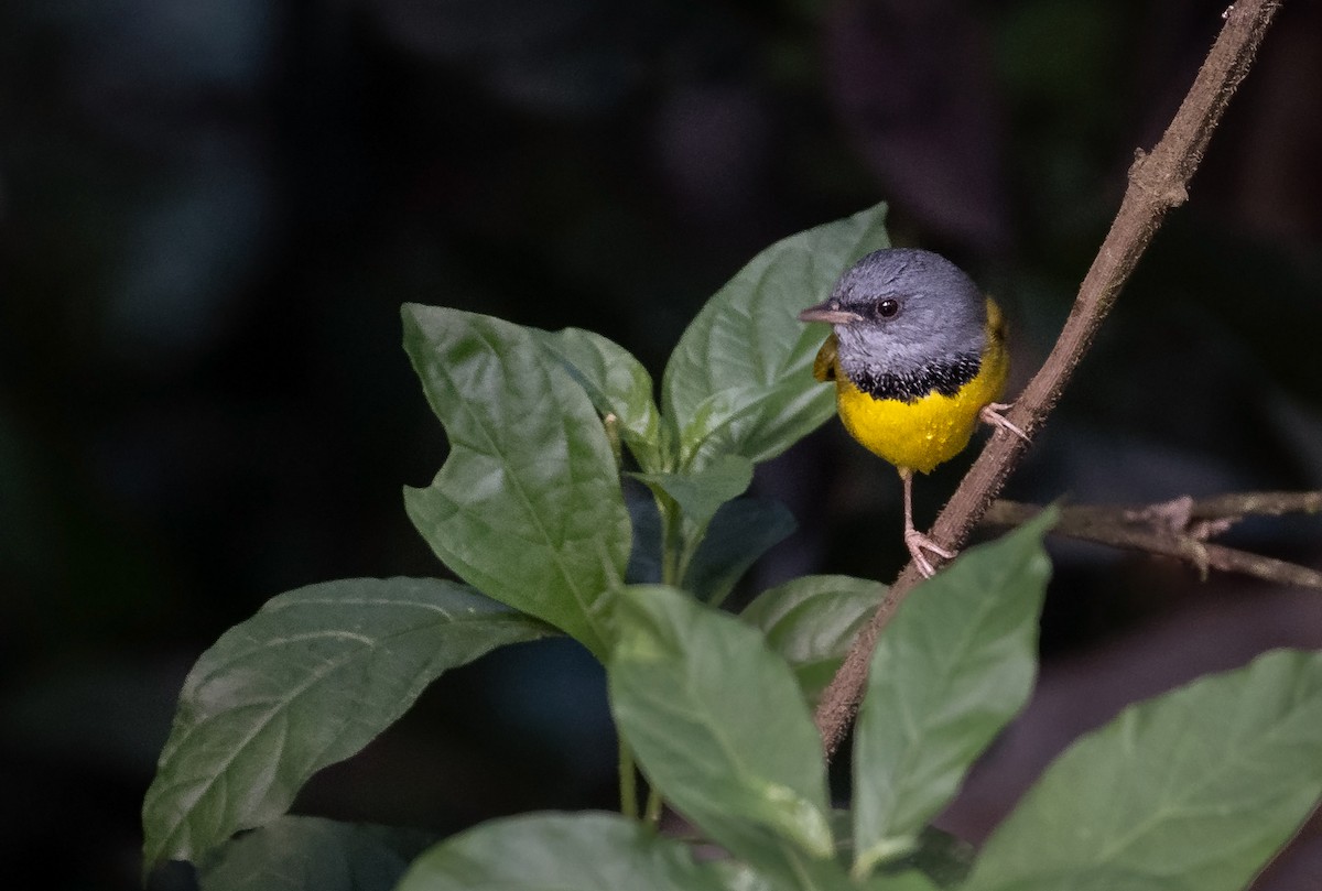 Mourning Warbler - ML629208504