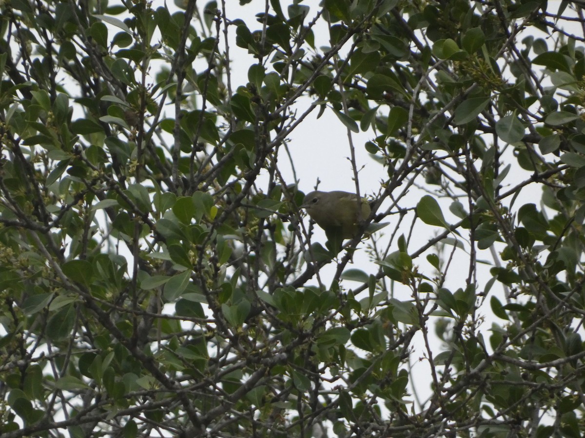 Orange-crowned Warbler (Gray-headed) - ML629208509