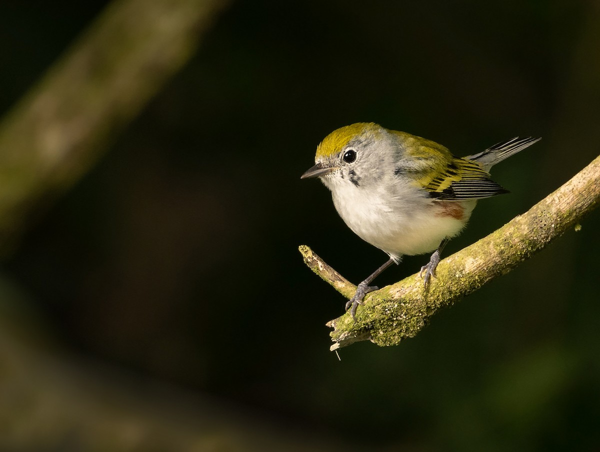 Chestnut-sided Warbler - ML629208544