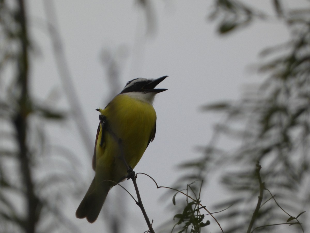 Great Kiskadee - ML629208553