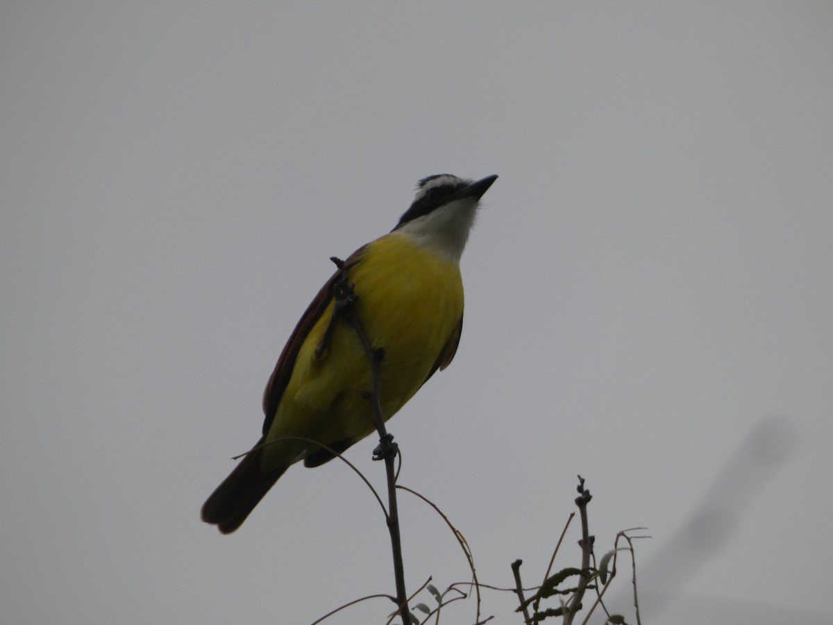 Great Kiskadee - ML629208570