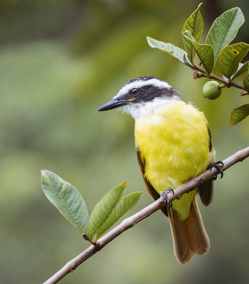 Great Kiskadee - ML629208640