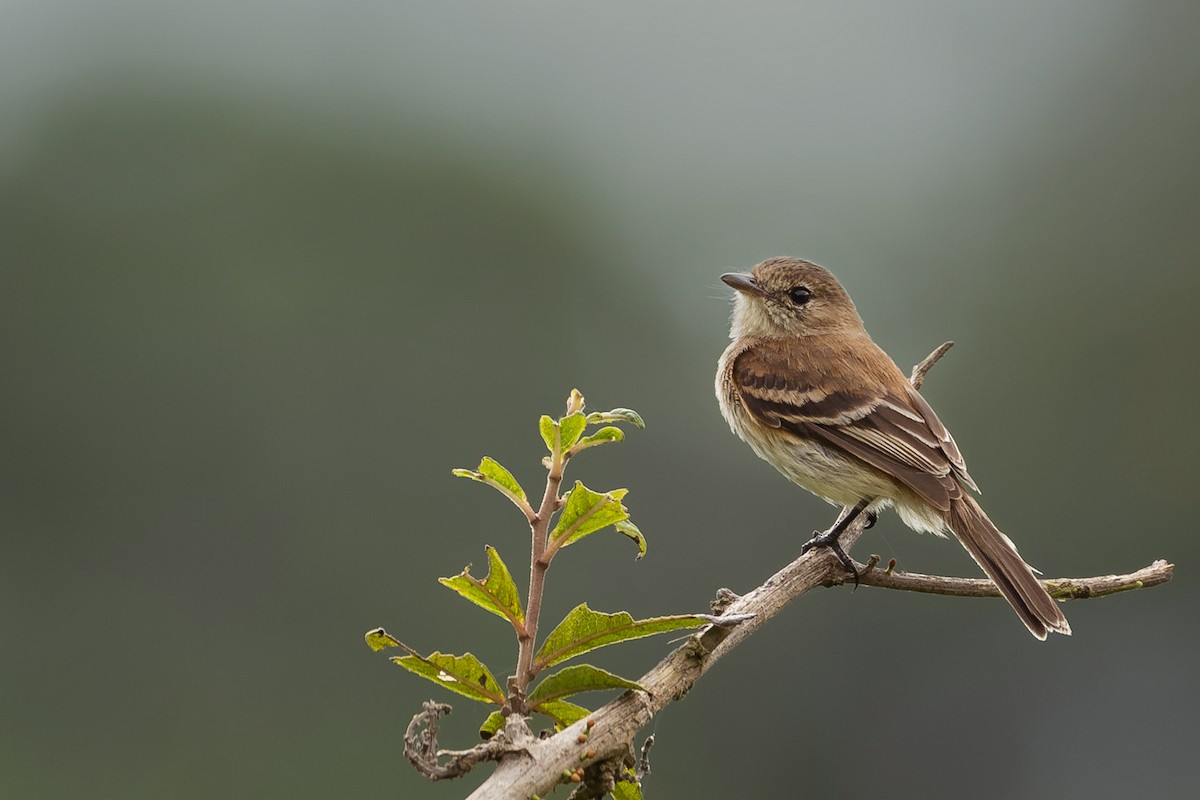Bran-colored Flycatcher - ML629208754