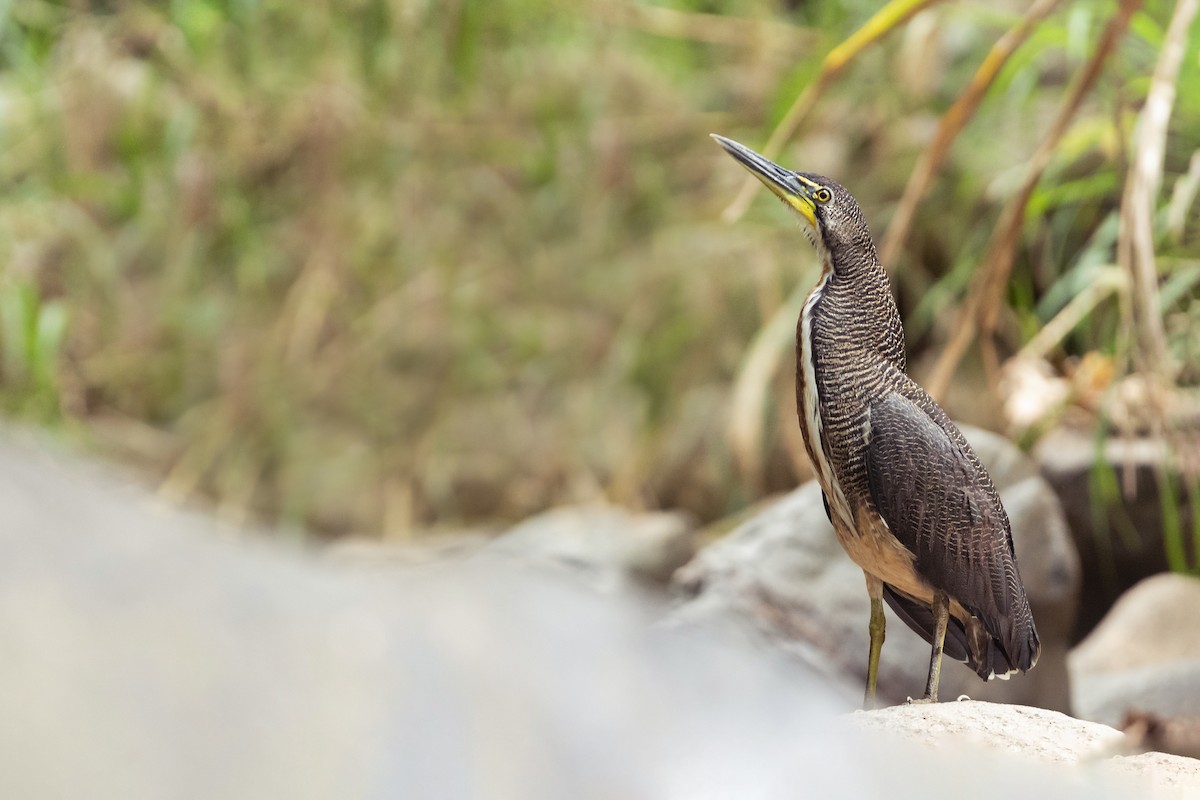 Fasciated Tiger-Heron - ML629208815