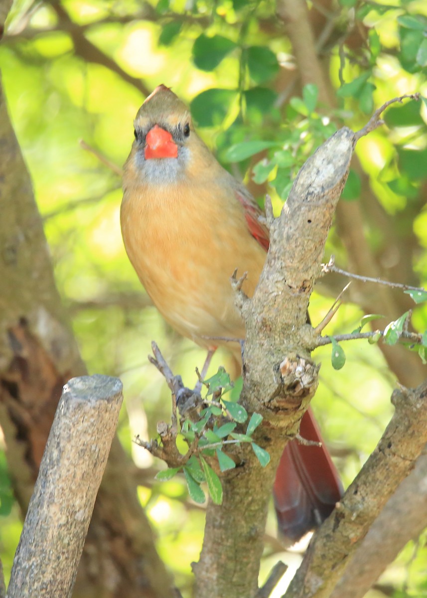 Northern Cardinal - ML629208840