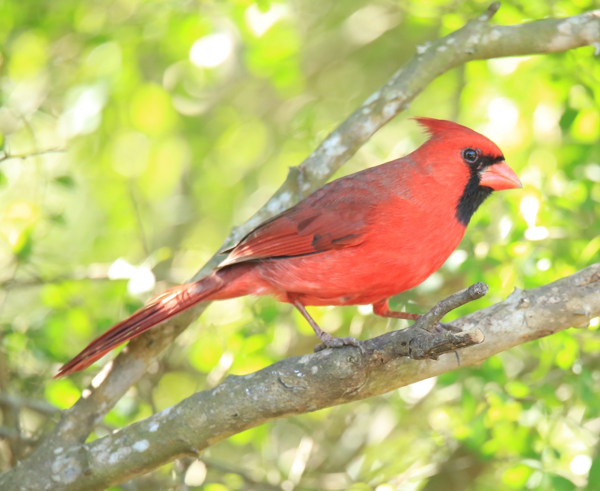 Northern Cardinal - ML629208841