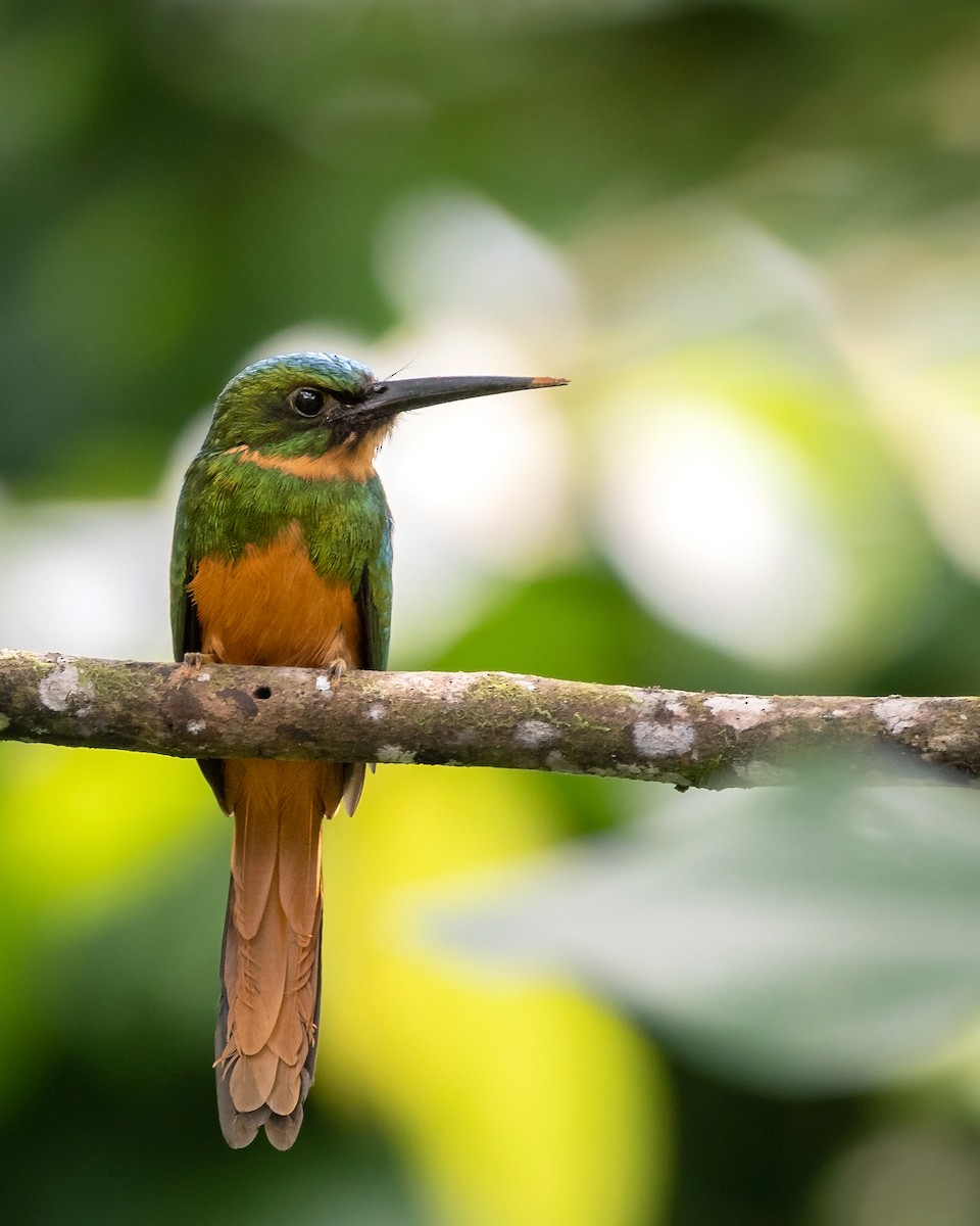 Rufous-tailed Jacamar - ML629208860
