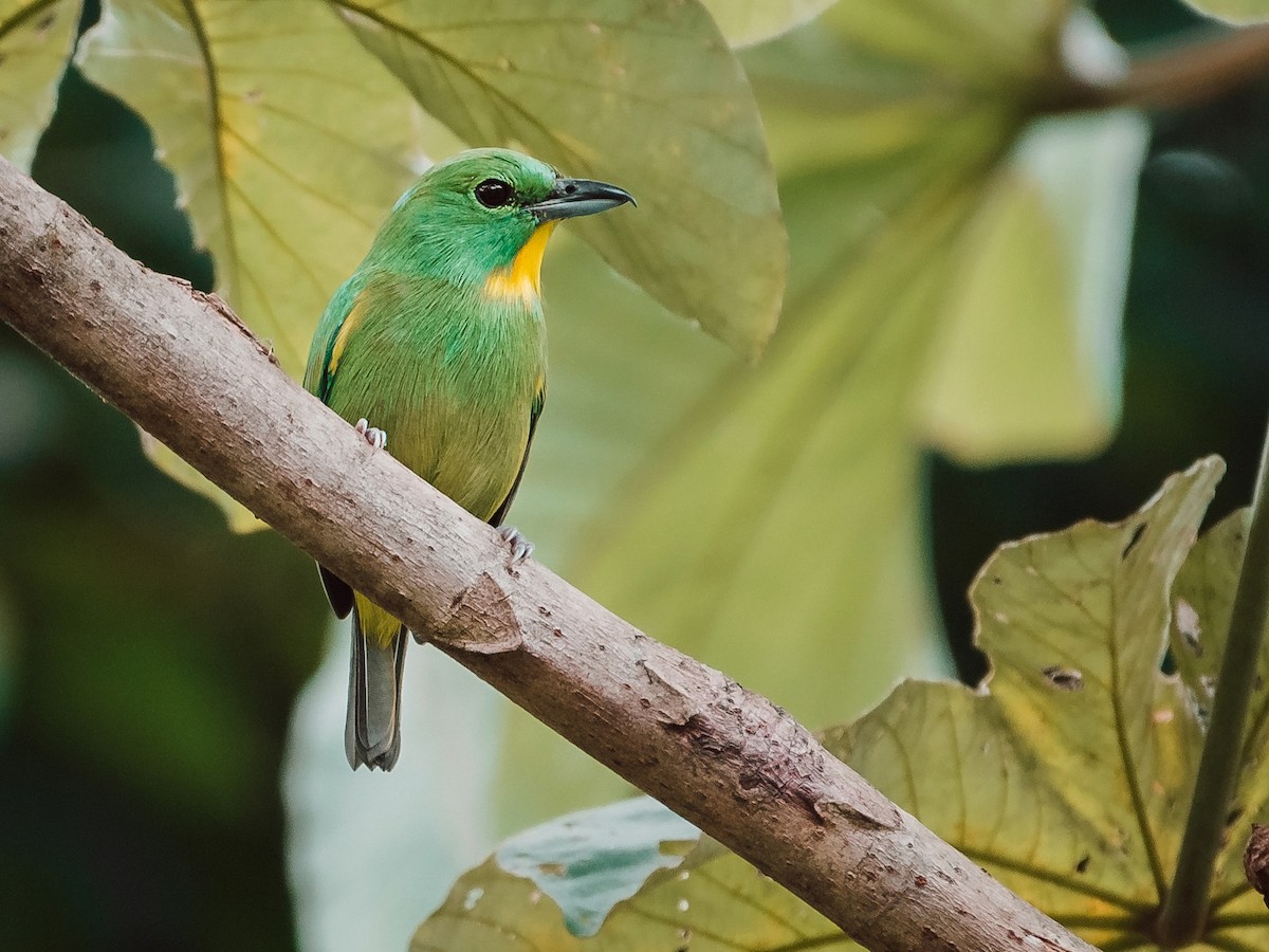 Green Shrike-Vireo - ML629208876
