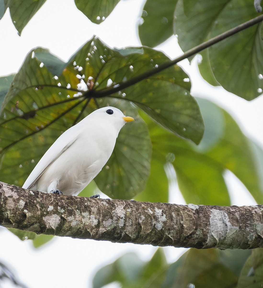 Yellow-billed Cotinga - ML629208926
