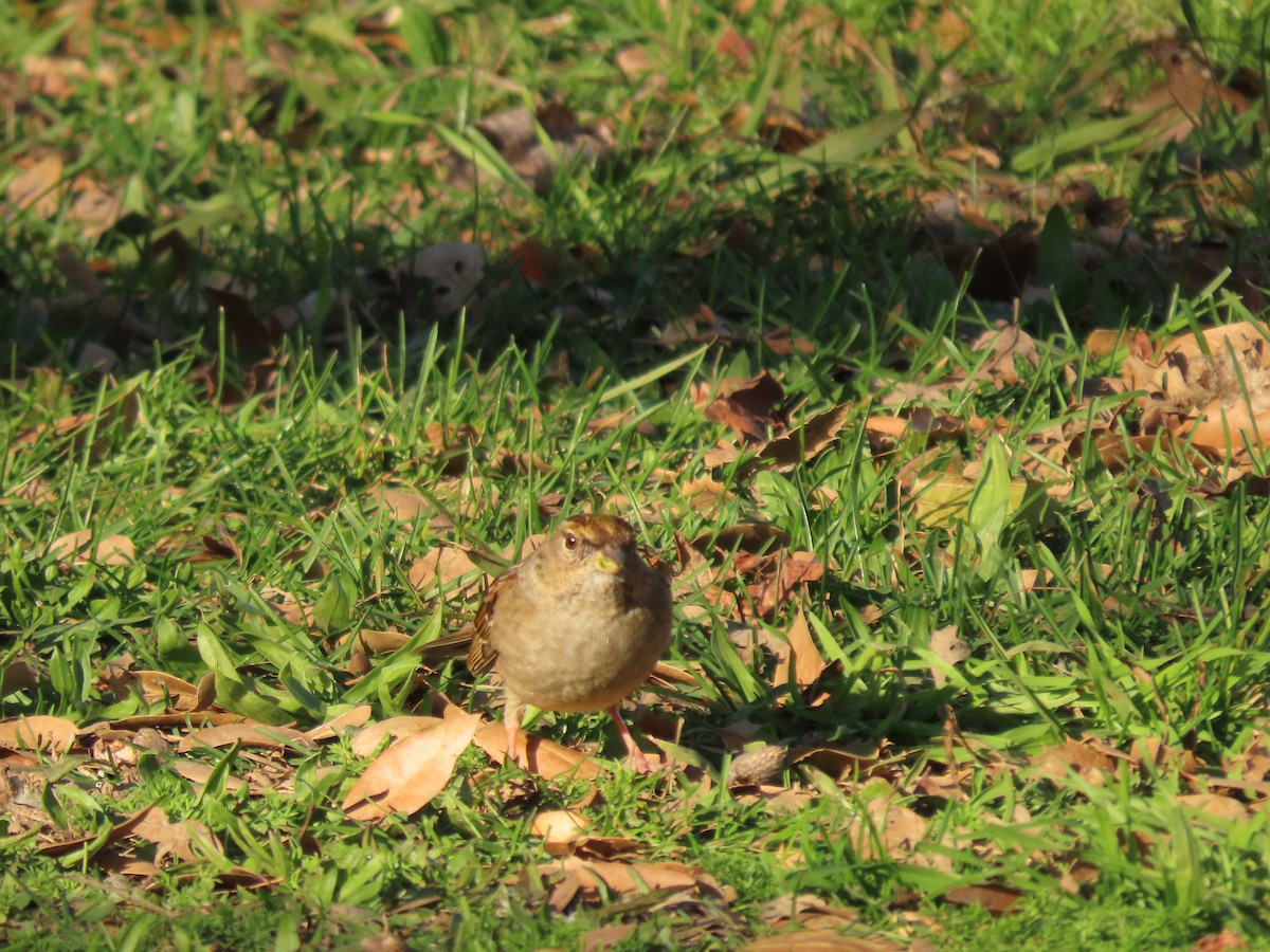 Zonotrichia sp. - ML629208988