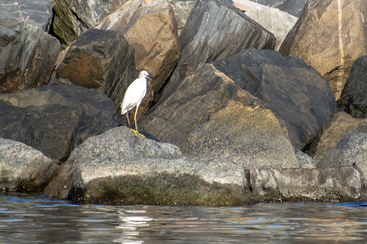 Snowy Egret - ML629209008