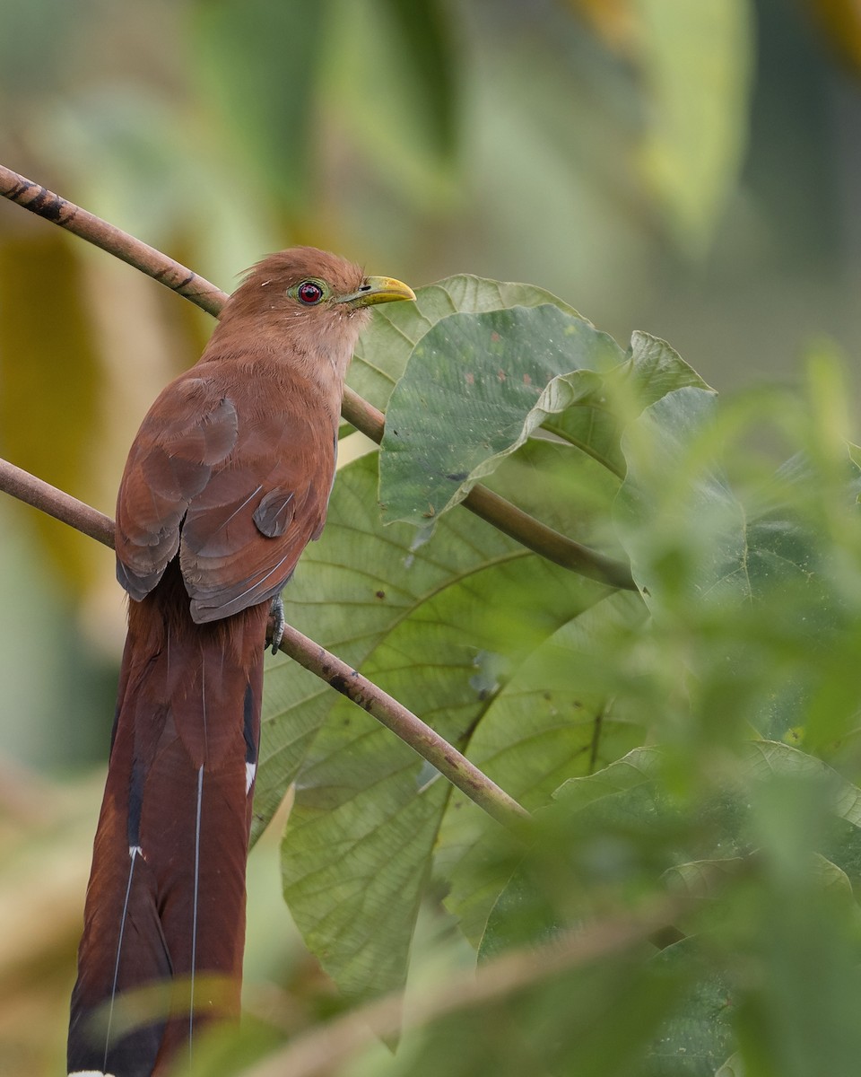 Common Squirrel-Cuckoo - ML629209022