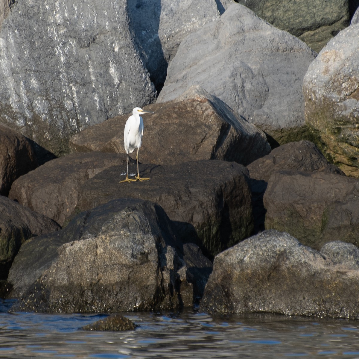 Snowy Egret - ML629209043