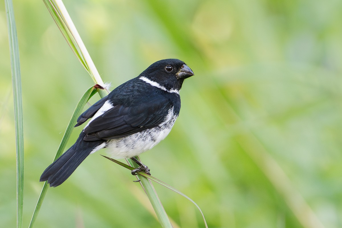 Variable Seedeater - ML629209084