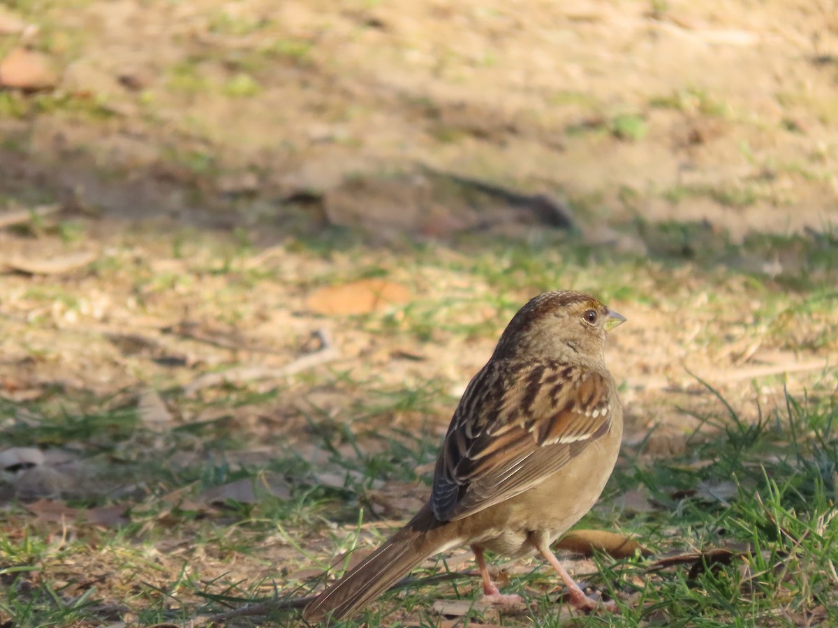 Zonotrichia sp. - ML629209118
