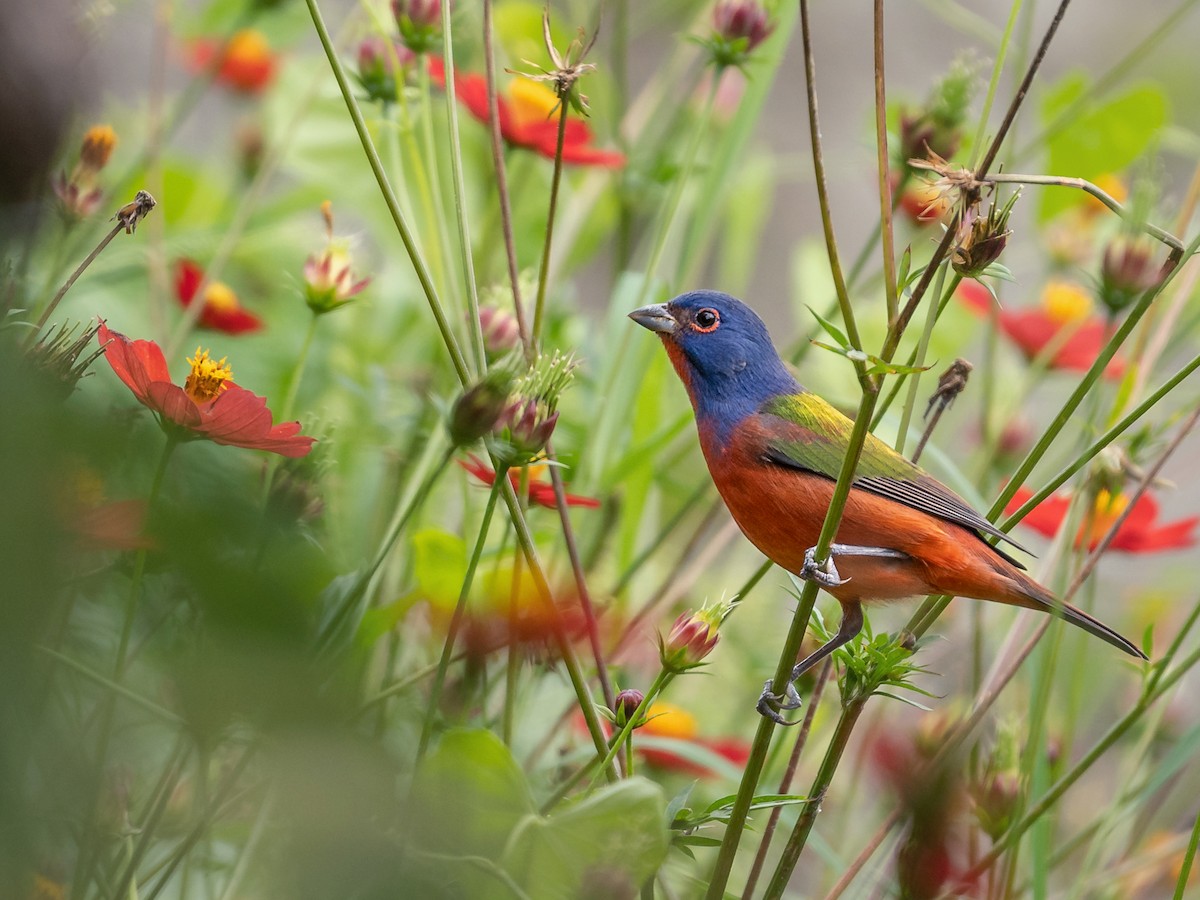 Painted Bunting - ML629209147