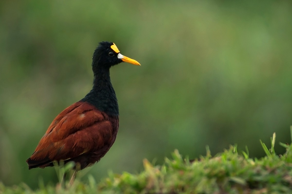 Northern Jacana - ML629209160