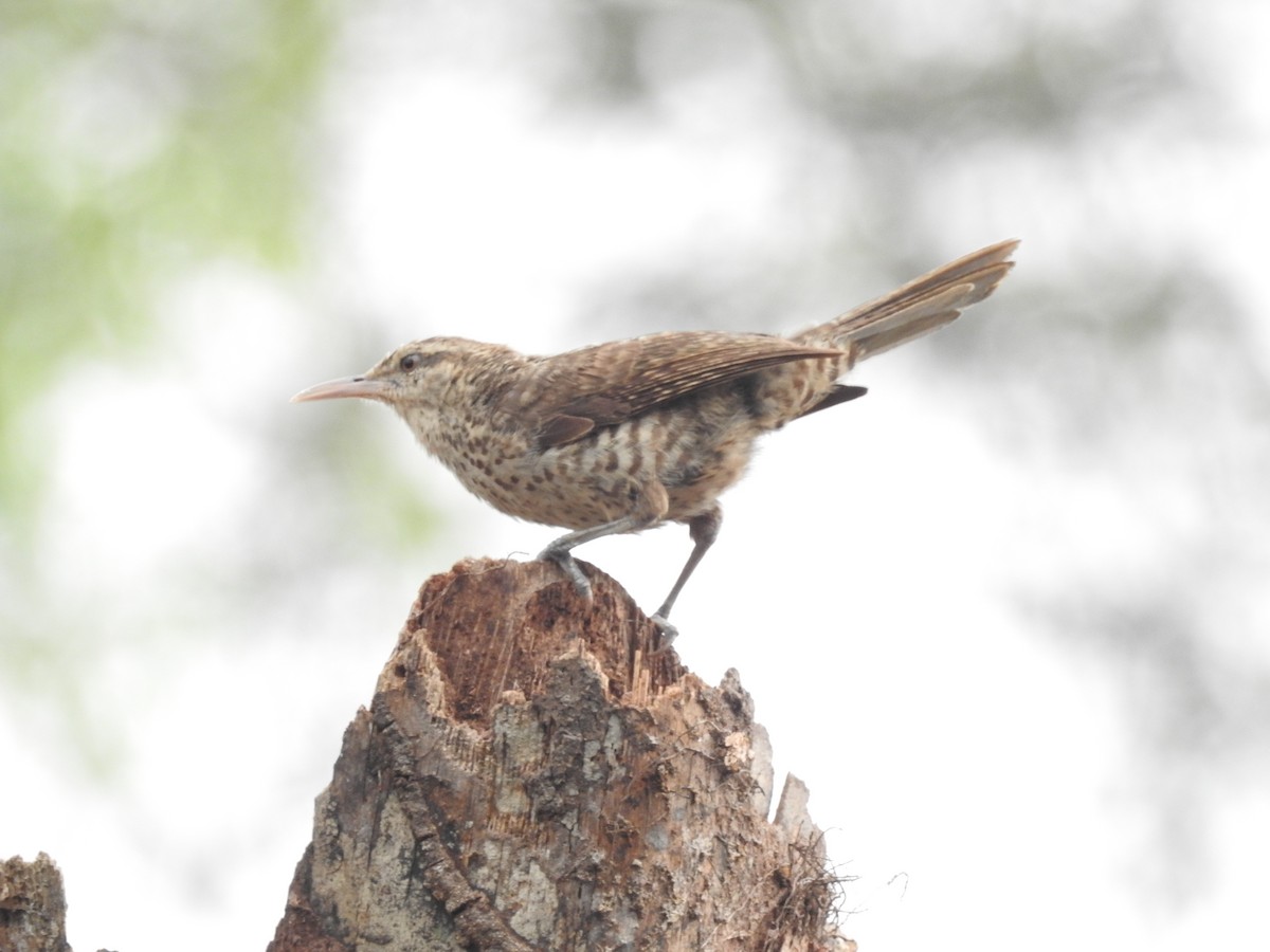 střízlík drozdí - ML629209193