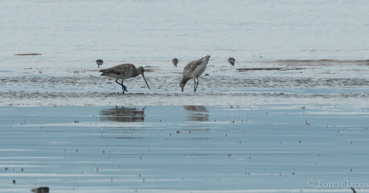 Black-tailed Godwit - ML62920951