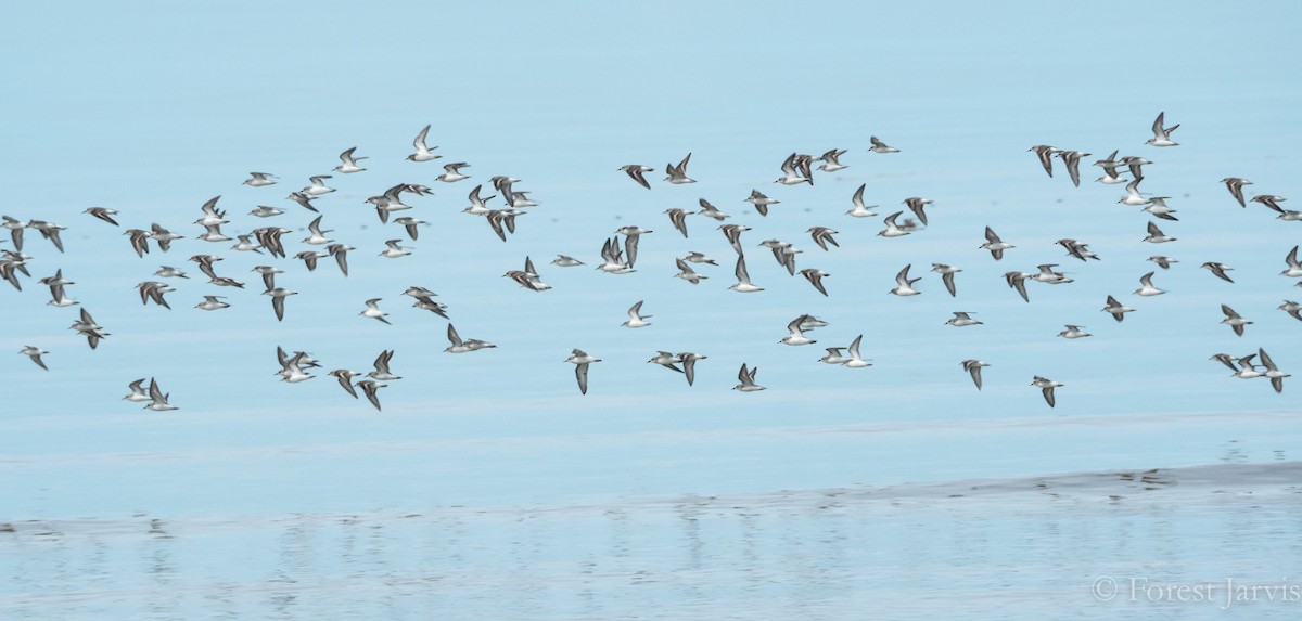 Red-necked Stint - ML62920961