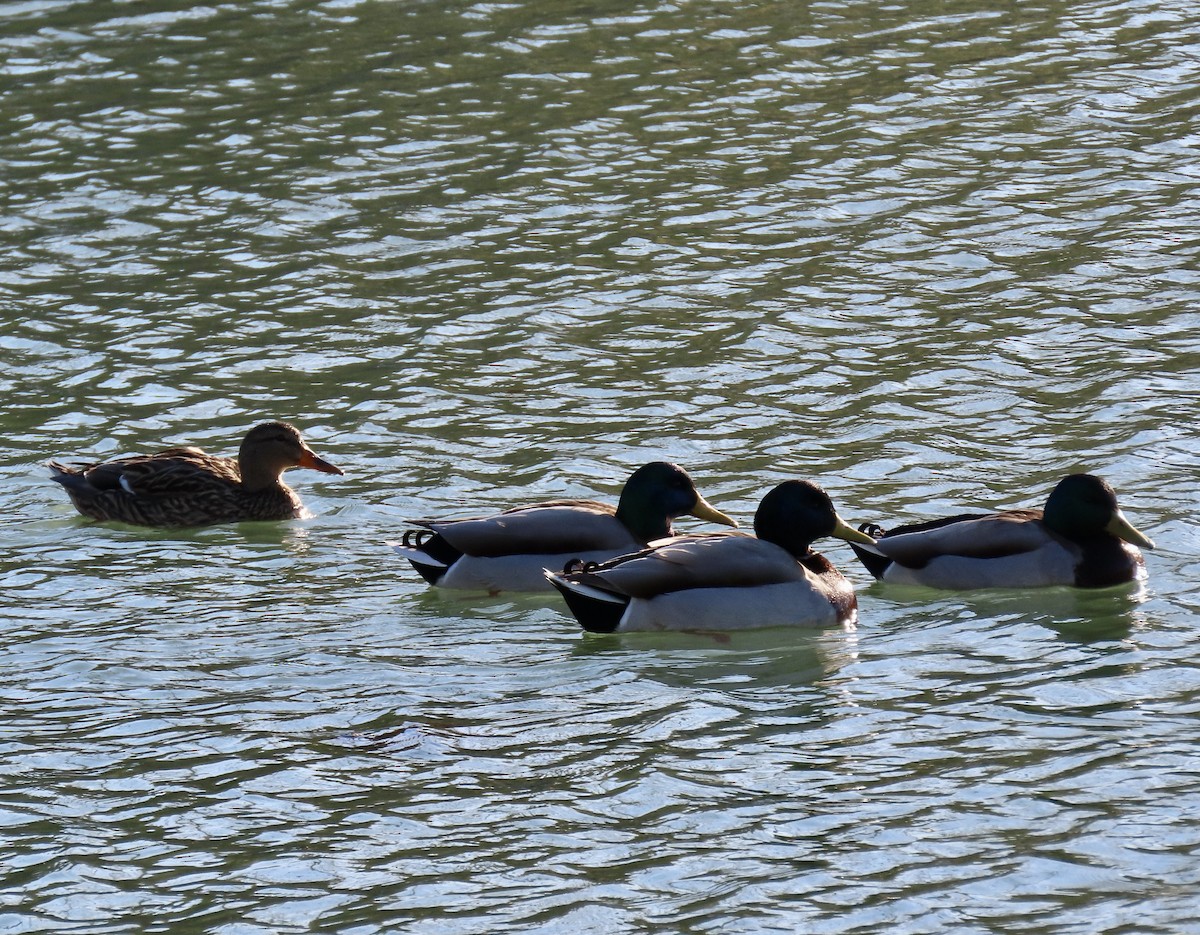 Stockente - ML629209684