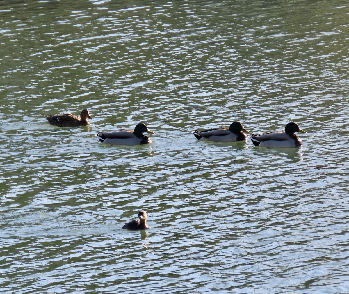 Stockente - ML629209685