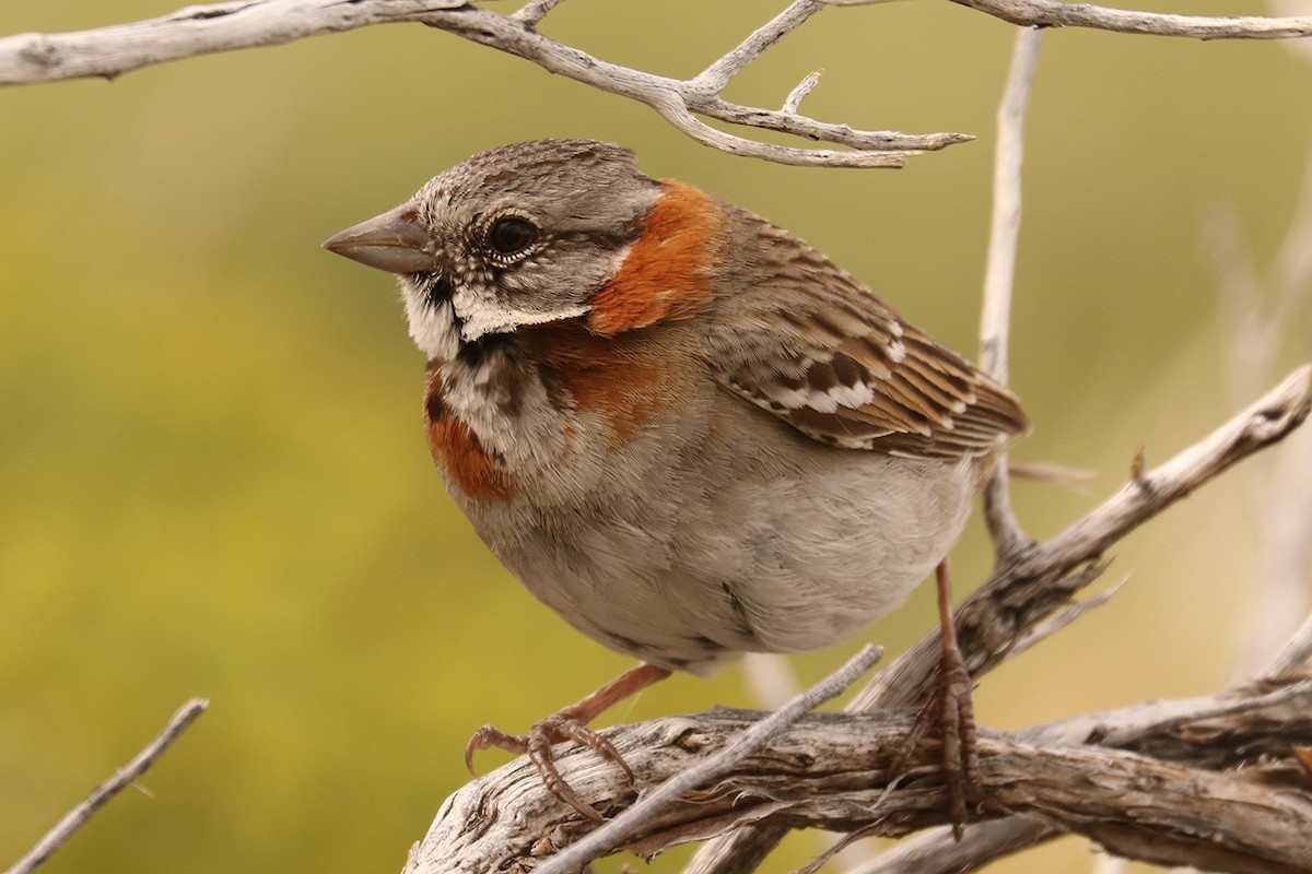 Rufous-collared Sparrow - ML629209766